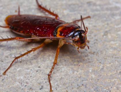 zwalczanie prusaków i karaluchów - InsektStop